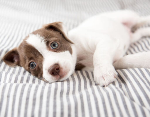 How Do You Pick a Calm Puppy how do you pick a calm puppy