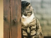 How To Tell If Your Cat Is Depressed and What To Do About It? How To Tell If Your Cat Is Depressed