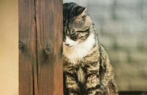 How To Tell If Your Cat Is Depressed and What To Do About It? How To Tell If Your Cat Is Depressed