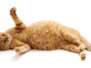 Is My Cat Pregnant? How To Tell and What To Do? how to tell if your cat is pregnant