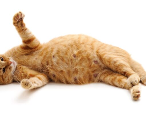 Is My Cat Pregnant? How To Tell and What To Do? how to tell if your cat is pregnant
