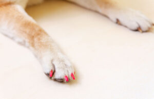 Human Nail Polish on Dogs: Is It Safe? human nail polish on dogs is never a good idea