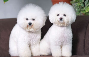 Top 5 Non-Sporting Dog Breeds non sporting dog breed featured image