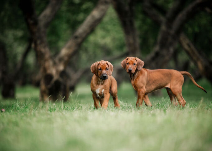 Rhodesian Ridgeback Dog Breed Profile – Top Dog Tips