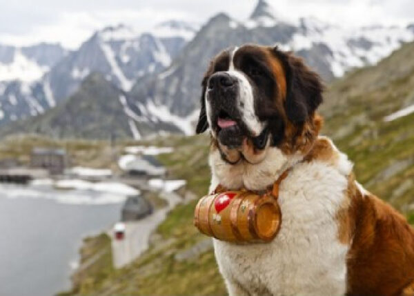 7 Dog Breed Groups: Your Ultimate Guide – Top Dog Tips