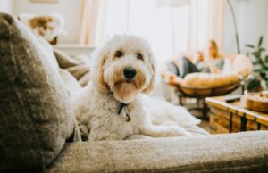 How To Pick the Right Pet Sitter How To Pick the Right Pet Sitter