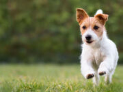 Terrier-iffic Cuteness: 10 Breeds That Will Leave You Barking for Joy terrier dog breeds