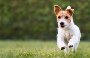 Terrier-iffic Cuteness: 10 Breeds That Will Leave You Barking for Joy terrier dog breeds
