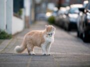 7 Things You Should NEVER Do With Your Cat things you should NEVER do with your cat