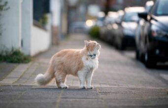 7 Things You Should NEVER Do With Your Cat things you should NEVER do with your cat
