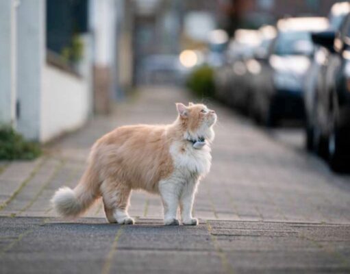 7 Things You Should NEVER Do With Your Cat things you should NEVER do with your cat