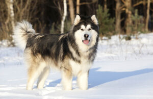 Alaskan Malamute Dog Breed Profile Alaskan Malamute Dog Breed Profile Featured Image