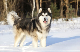 Alaskan Malamute Dog Breed Profile Alaskan Malamute Dog Breed Profile Featured Image