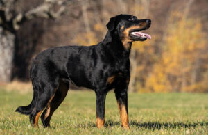 Beauceron Dog Breed Profile Beauceron Dog Breed Profile Featured Image