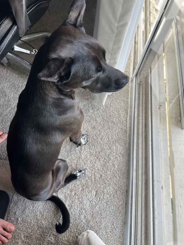 Crusty Scabs on Dog's Back? Why and What to Do