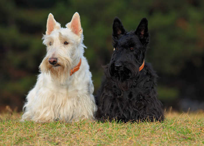 Black and White Scottish terrier