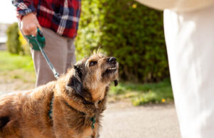 Dog Boarding For Aggressive Dogs Dog Boarding For Aggressive Dogs Featured Image