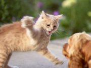 Dog Got Scratched By A Cat: Should I Be Worried? Dog Got Scratched By A Cat Featured Image