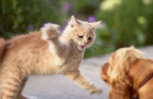 Dog Got Scratched By A Cat: Should I Be Worried? Dog Got Scratched By A Cat Featured Image