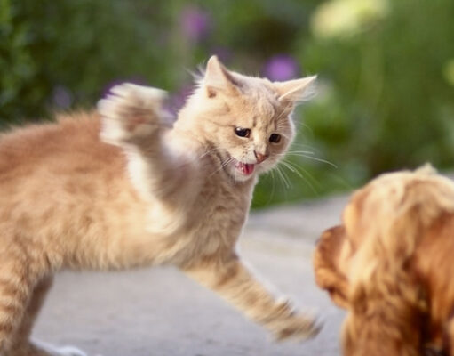 Dog Got Scratched By A Cat: Should I Be Worried? Dog Got Scratched By A Cat Featured Image