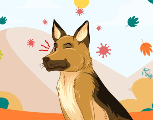 My Dog Has Swollen Face: 7 Reasons Why and What You Should Do Dog Has Swollen Face- 5 Reasons Why and What to Do copy