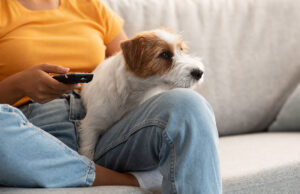 Dog Sitting Tips: Beginner’s Guide For Pet Sitters Dog Sitting Tips Featured Image