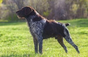 German Wirehaired Pointer Dog Breed Profile German Wirehaired Pointer Dog Breed Profile Featured Image