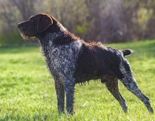 German Wirehaired Pointer Dog Breed Profile German Wirehaired Pointer Dog Breed Profile Featured Image