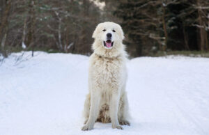 Great Pyrenees Dog Breed Profile Great Pyrenees Dog Breed Profile Featured Image
