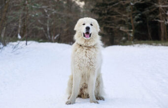 Great Pyrenees Dog Breed Profile Great Pyrenees Dog Breed Profile Featured Image