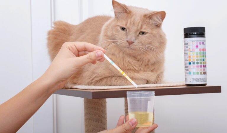 Picture of Home Remedies for Cat UTI: 4 Safe Options – Top Dog Tips
