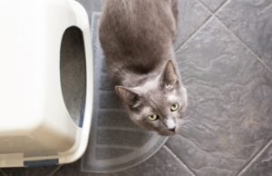 Home Remedies for Cat UTI: 4 Safe Options Home Remedies for Cat UTI