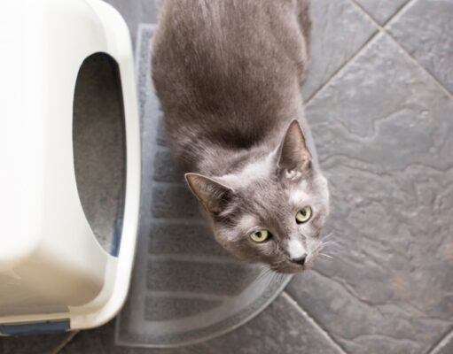 Home Remedies for Cat UTI: 4 Safe Options Home Remedies for Cat UTI