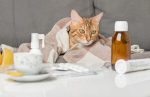 Home Remedies for Respiratory Infection in Cats Home Remedies for Respiratory Infection in Cats