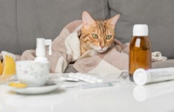 Home Remedies for Respiratory Infection in Cats Home Remedies for Respiratory Infection in Cats