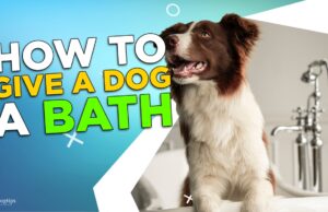 How To Give A Dog A Bath How To Give A Dog A Bath