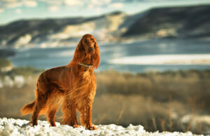 Irish Setter Dog Breed Profile Irish Setter Dog Breed Profile Featured Image