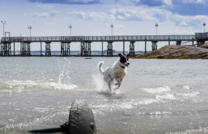 Maine Pet Stores, Dog Parks, Grooming, And More Maine Pet Stores Featured Image