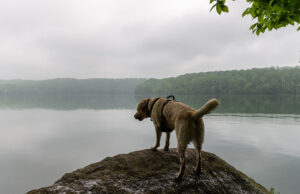 Maryland Pet Stores, Dog Parks, Grooming, And More Maryland Pet Stores Featured Image