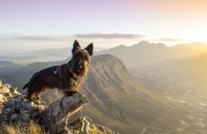 Scottish Terrier Dog Breed Profile Scottish Terrier Dog Breed Profile Featured Image
