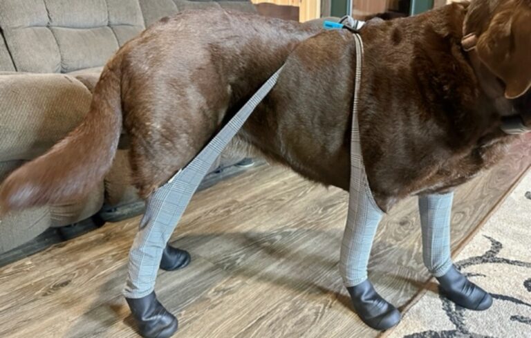 walkies dog boots
