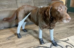 Giveaway: Walkee Paws Dog Boots ($65+ Value) Walkee Paws Dog Boot Leggings