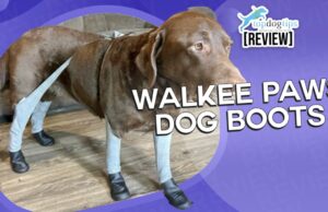 Review: Walkee Paws Dog Boot Leggings Walkee Paws Dog Boots