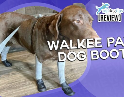 Review: Walkee Paws Dog Boot Leggings Walkee Paws Dog Boots