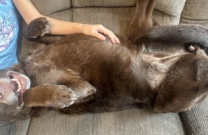 Why Do Dogs Kick Their Leg When You Scratch Their Belly? Why Do Dogs Kick Their Leg When You Scratch Their Belly