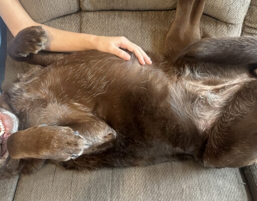 Why Do Dogs Kick Their Leg When You Scratch Their Belly? Why Do Dogs Kick Their Leg When You Scratch Their Belly