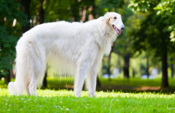 Borzoi Dog Breed Profile borzoi dog breed profile - featured image
