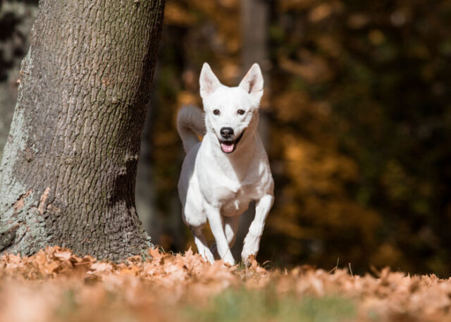 Canaan Dog Breed Profile – Top Dog Tips