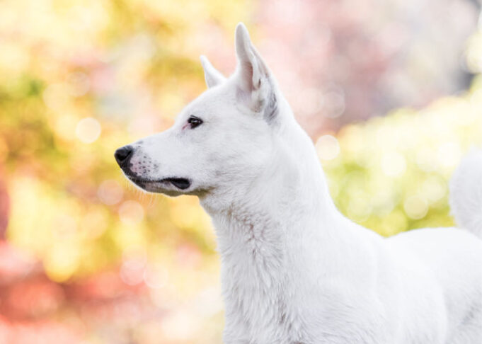 Canaan Dog Breed Profile – Top Dog Tips