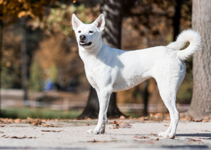 Canaan Dog Breed Profile – Top Dog Tips